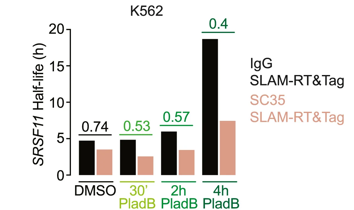 Open access visualization of Bar Plot, Clustered, IgG, SC35, Half-lives