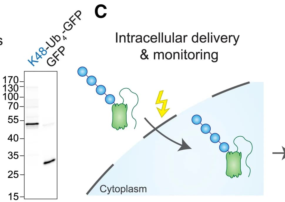 Open access visualization of Workflow, Gel, In-Gel Fluorescence, SDS-PAGE, GFP