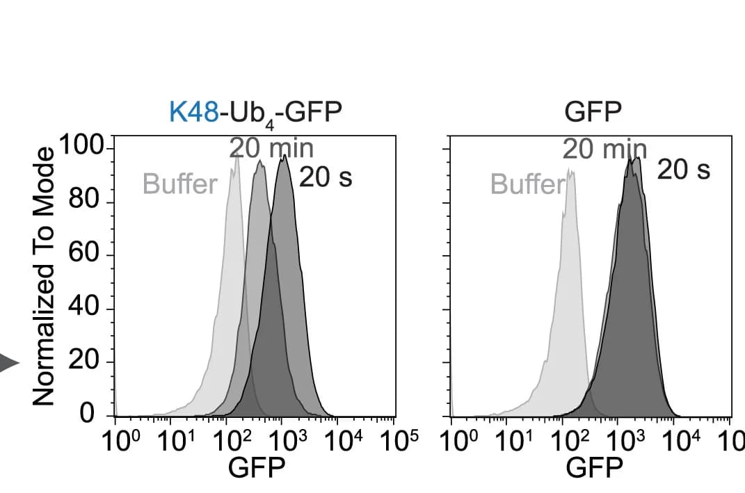 Open access visualization of Line Plot, Density Plot, Flow Cytometry, GFP Fluorescence, RPE-1 Cells
