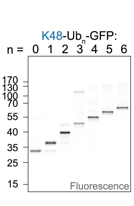 Open access visualization of Gel, SDS-PAGE, K48-Ubn-GFP, In-Gel Fluorescence, Coomassie Stain