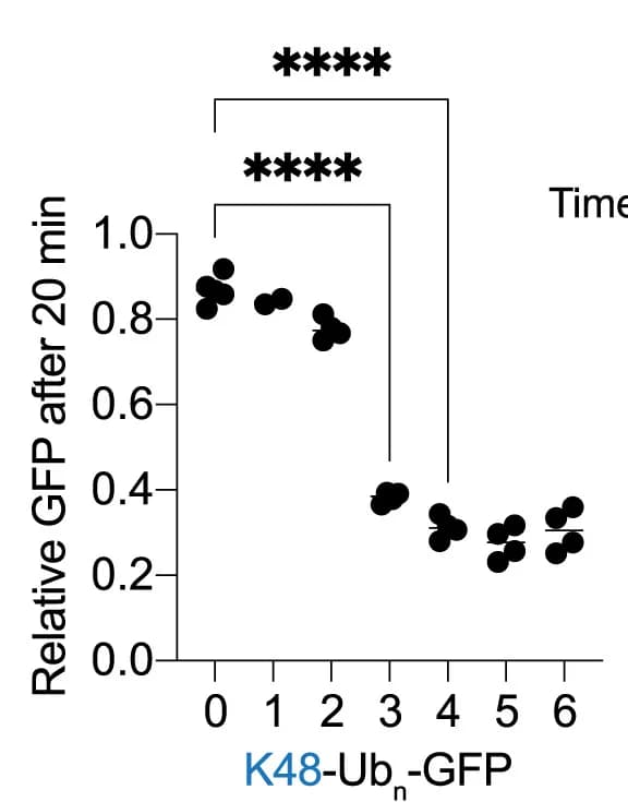 Open access visualization of Scatter Plot, GFP Fluorescence, Cellular Degradation, ANOVA, RPE-1 Cells