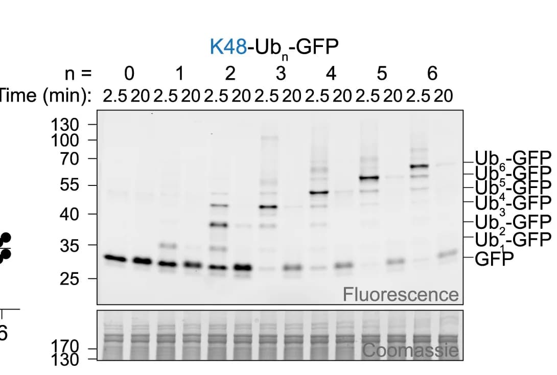 Open access visualization of Gel, In-Gel Fluorescence, K48-Ubn-GFP, RPE-1 Cells, SDS-PAGE