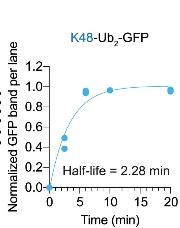 Open access visualization of Scatter Plot, Line Plot, K48-Ub2-GFP, Deubiquitination, GFP Band