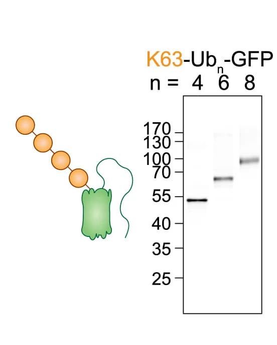 Open access visualization of Gel, Illustration, SDS-PAGE, In-Gel Fluorescence, K63-Ubn-GFP