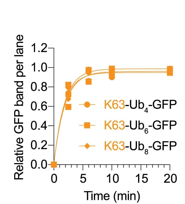 Open access visualization of Line Plot, Scatter Plot, K63-Ubn-GFP, Deubiquitination, GFP Band