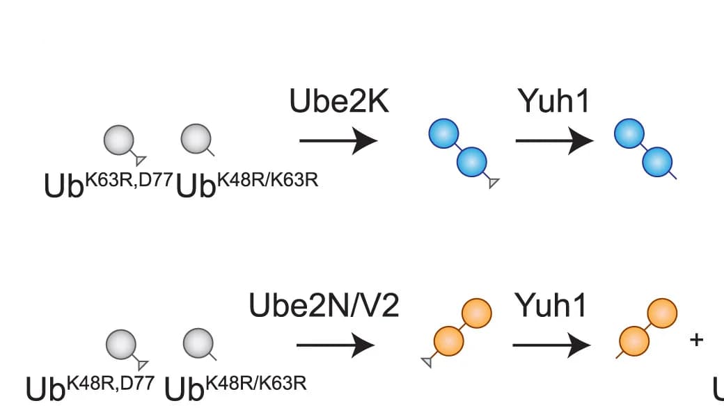 Open access visualization of Workflow, Ub5, Ubiquitin Chains, Synthesis
