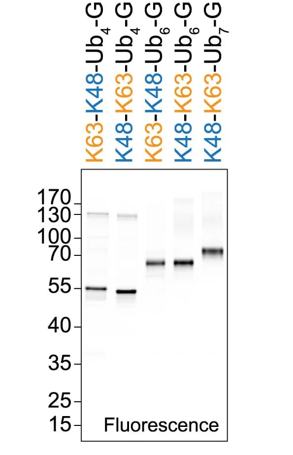 Open access visualization of Gel, Ubiquitin Chains, GFP, SDS-PAGE, In-Gel Fluorescence