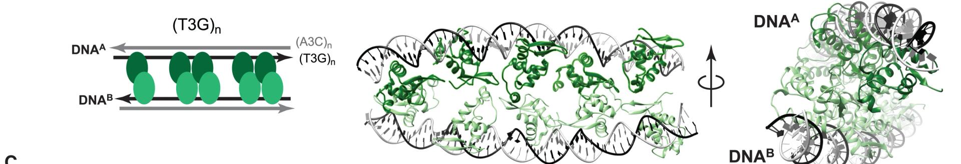Open access visualization of Protein Structure, Chemical Structure, Workflow, Cryo-EM, FoxP3ΔN Multimer