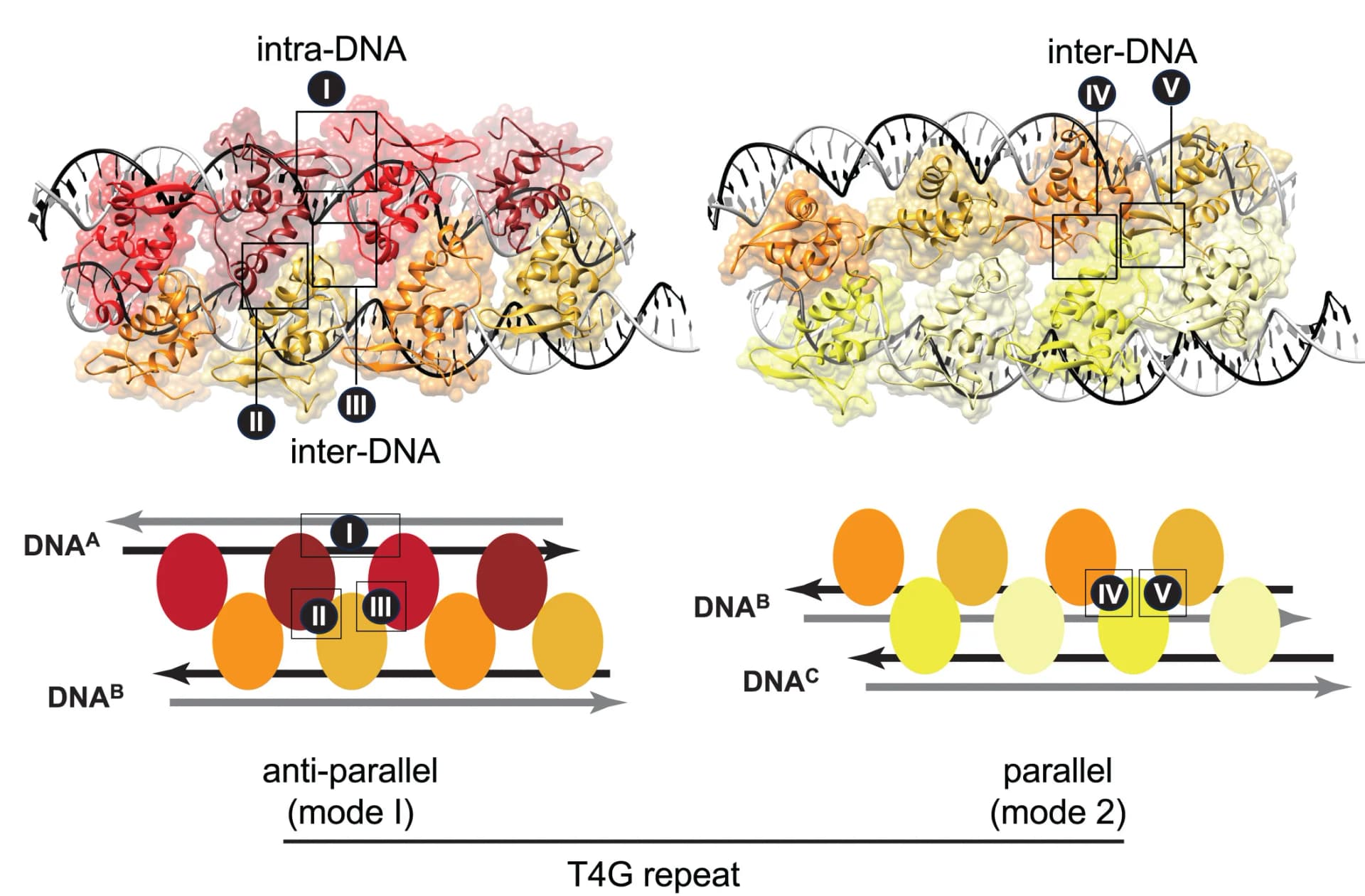 Open access visualization of Protein Structure, Illustration, Inter-Subunit Interactions, FoxP3-T4G Repeat Complex, Intra-DNA Interaction