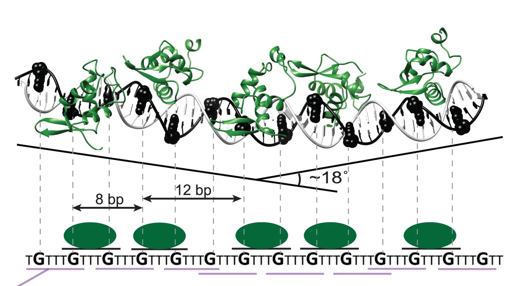 Open access visualization of Protein Structure, Chemical Structure, FoxP3ΔN Subunits, T3G Repeat, DNA Molecules
