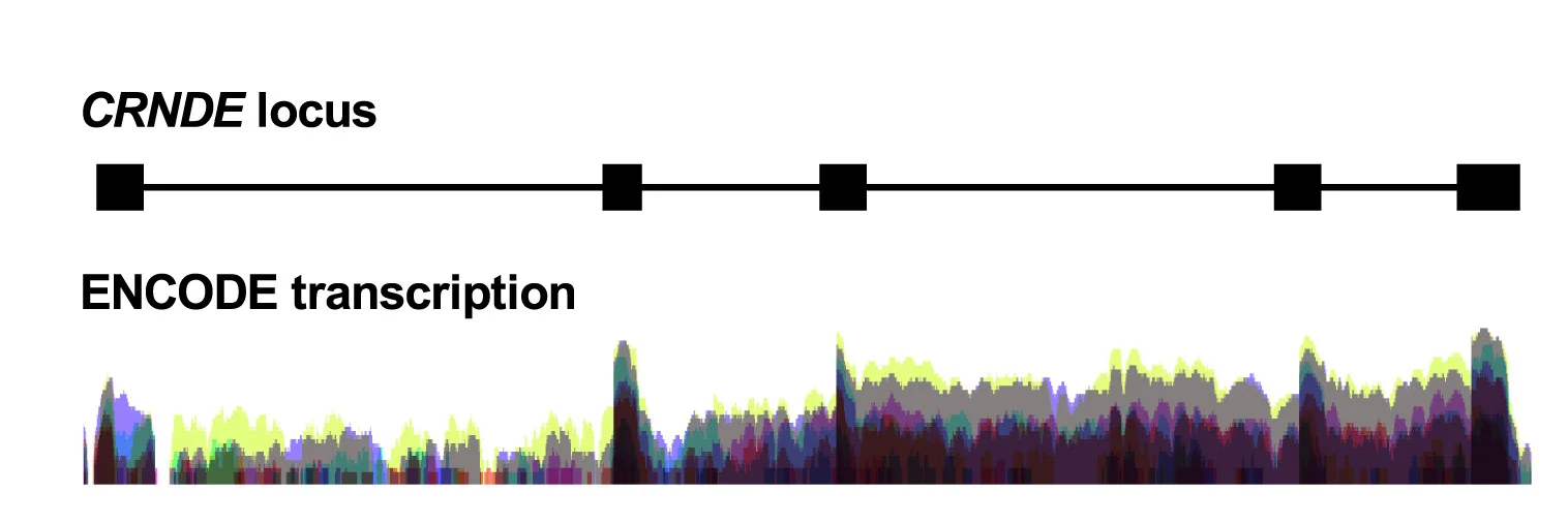 Open access visualization of Line Plot, Line Step, UCSC Genome Browser, ENCODE, Transcription