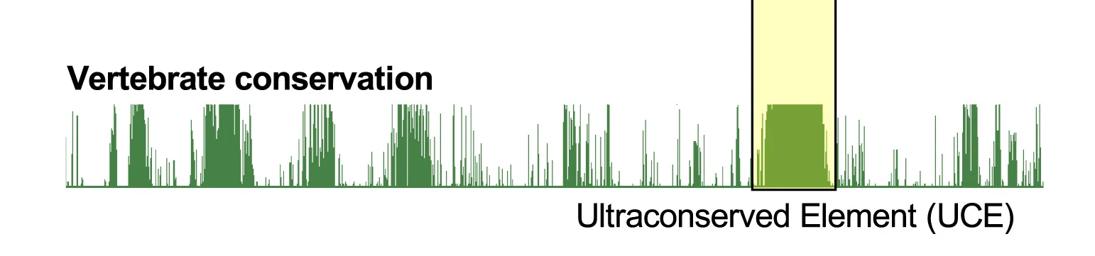 Open access visualization of Line Plot, UCSC Genome Browser, Vertebrate Conservation, PhastCons, hg38