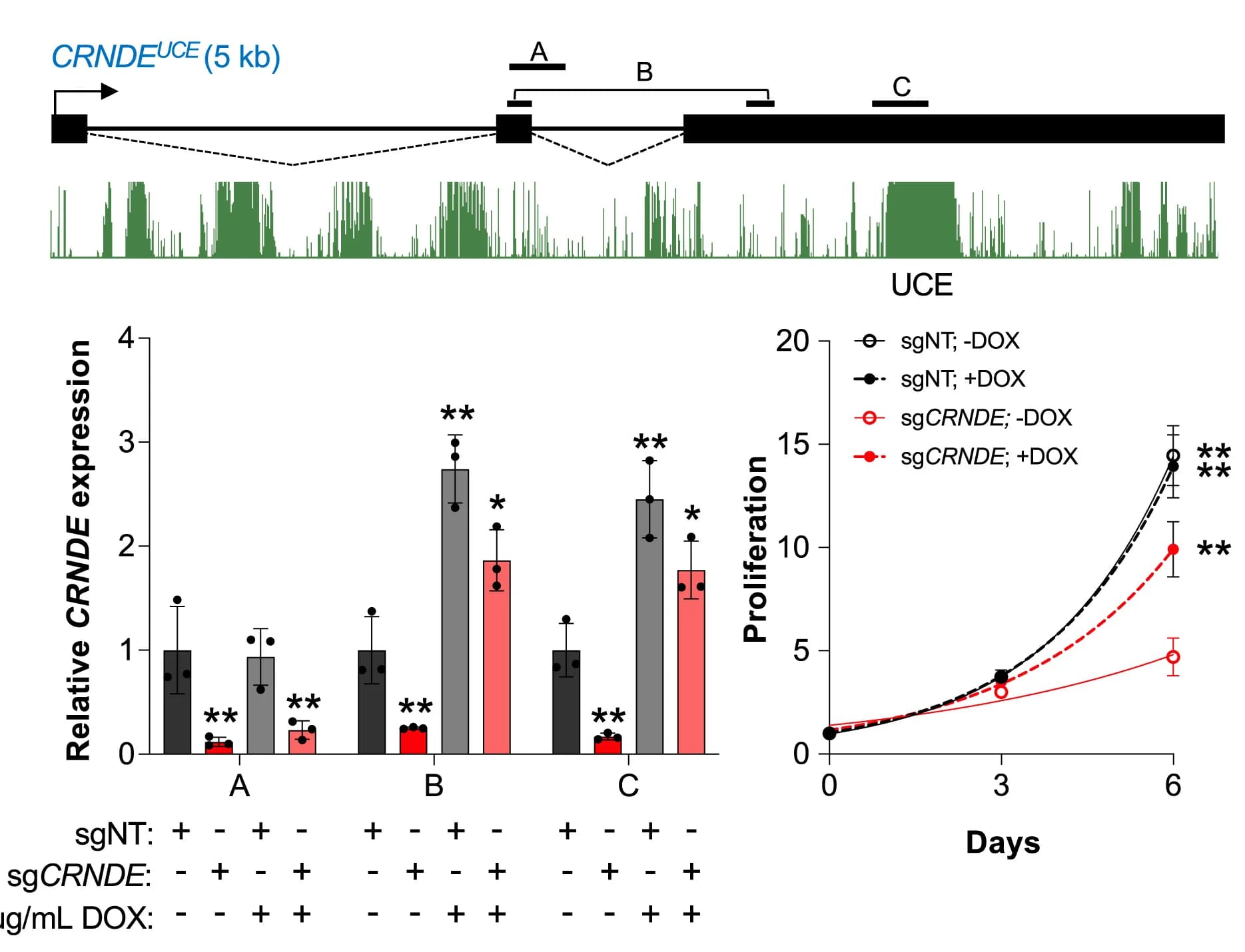 Open access visualization of Bar Plot, Error Bars, Line Plot, RT-qPCR, Cell Proliferation