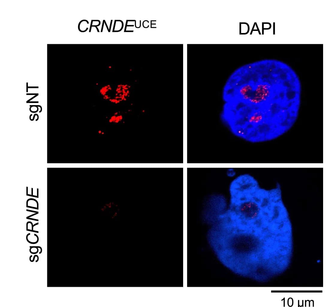 Open access visualization of Microscopy, RNA FISH, Probe, UCE, 786-O CRISPRi Cells
