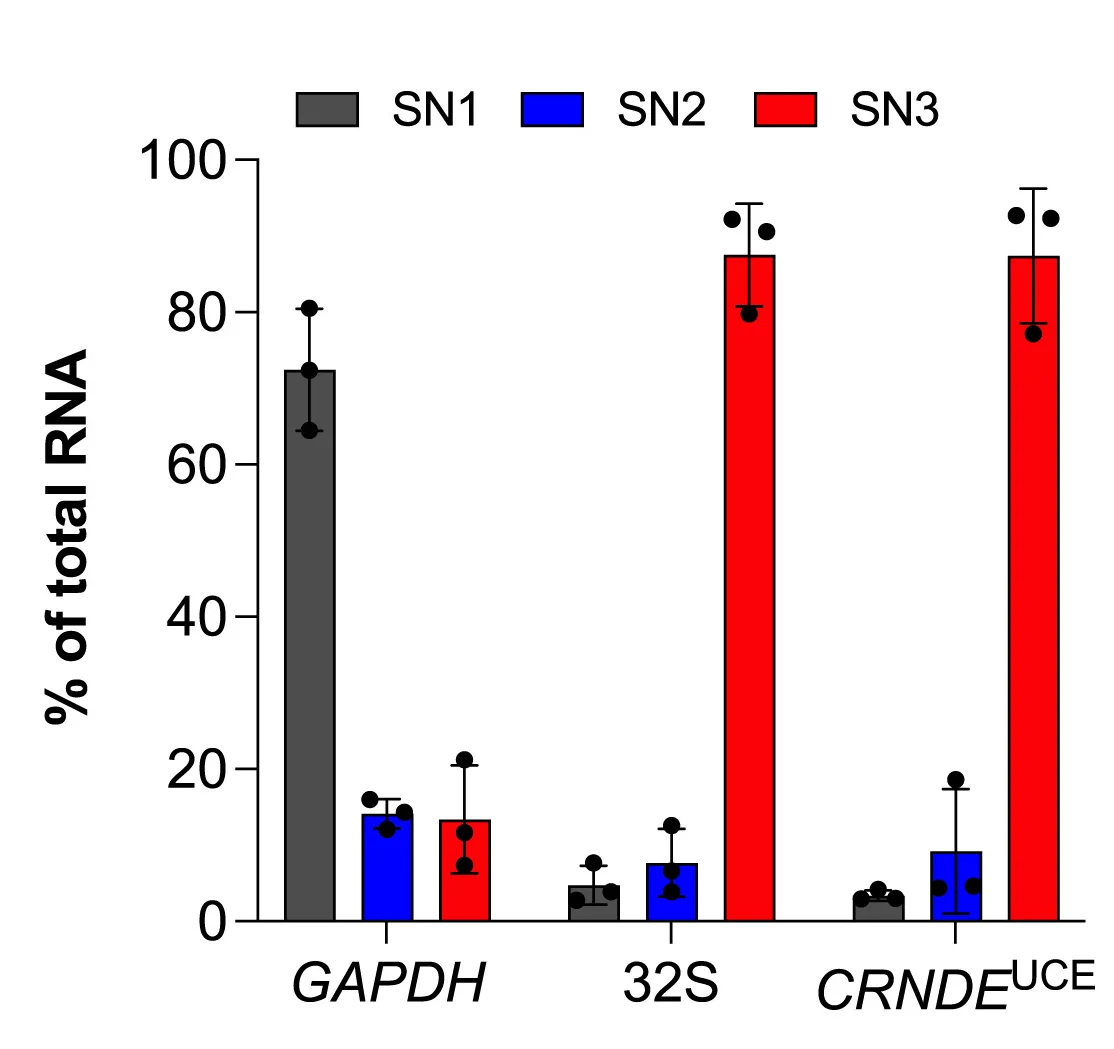 Open access visualization of Bar Plot, Error Bars, Clustered, RT-qPCR, CRNDEUCE