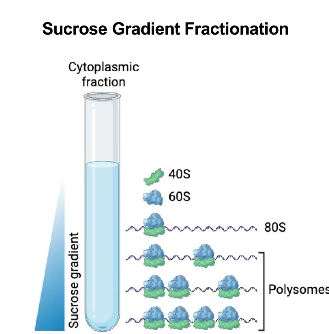 Open access visualization of Illustration, Schematic, Polysome Profiling, Sucrose Gradient Ultracentrifugation