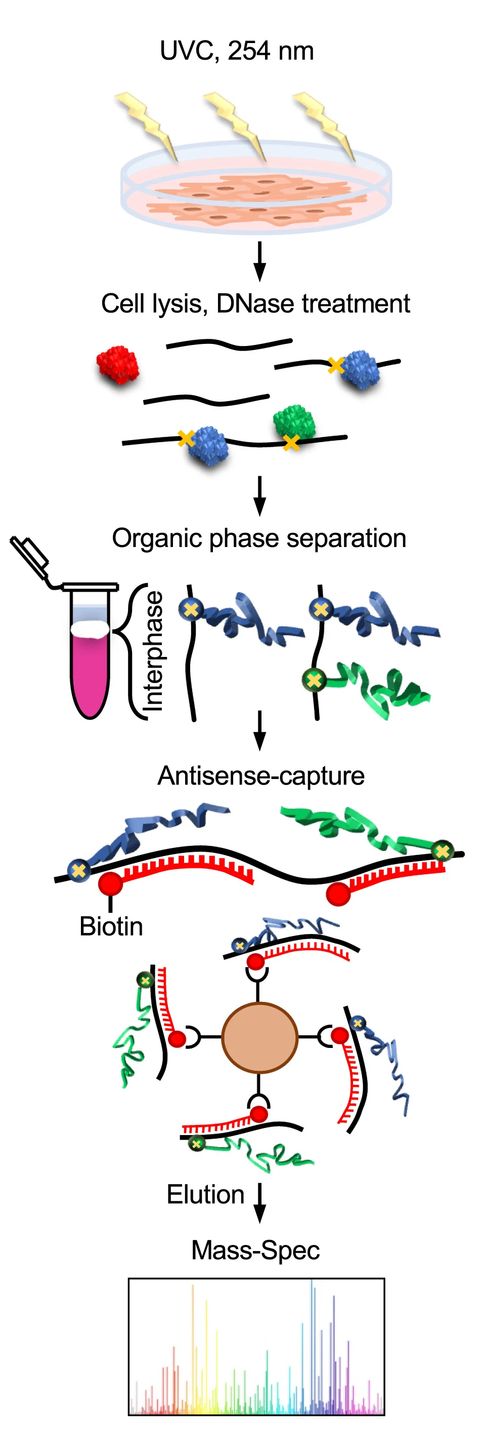 Open access visualization of Workflow, Illustration, Bar Plot, UV Crosslinking, Purification