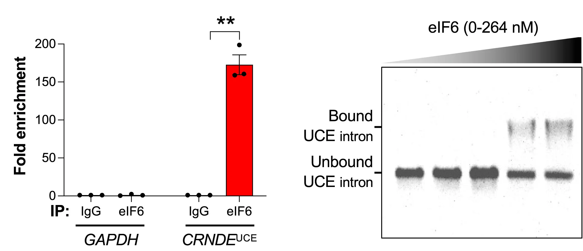 Open access visualization of Bar Plot, Error Bars, Gel, RT-qPCR, CRNDEUCE