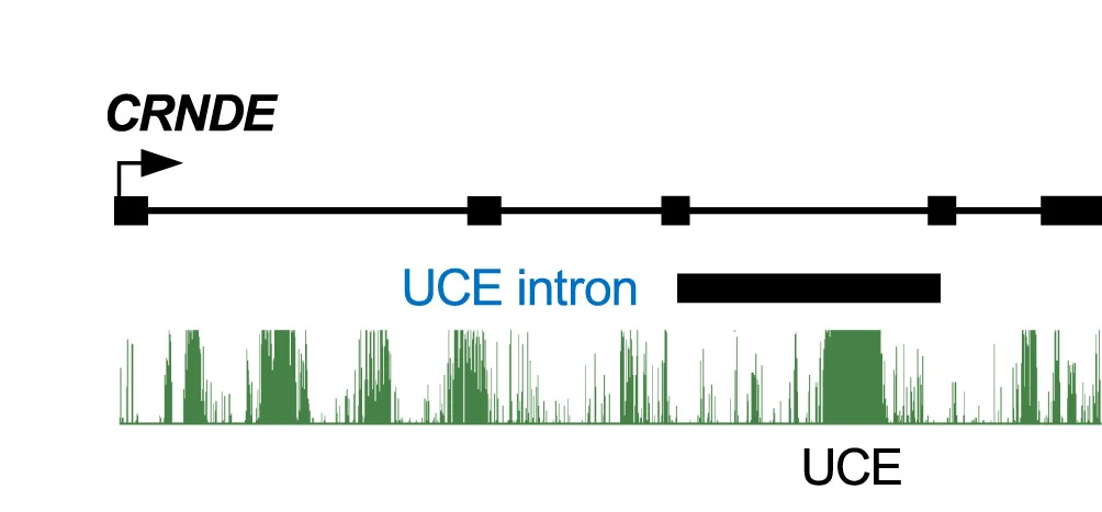 Open access visualization of Line Plot, Line Step, Schematics, CRNDEUCE, Intron Fragment