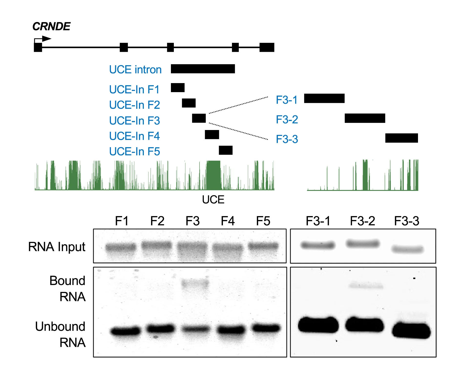 Open access visualization of Gel, Workflow, Schematics, CRNDEUCE, Intron Fragment