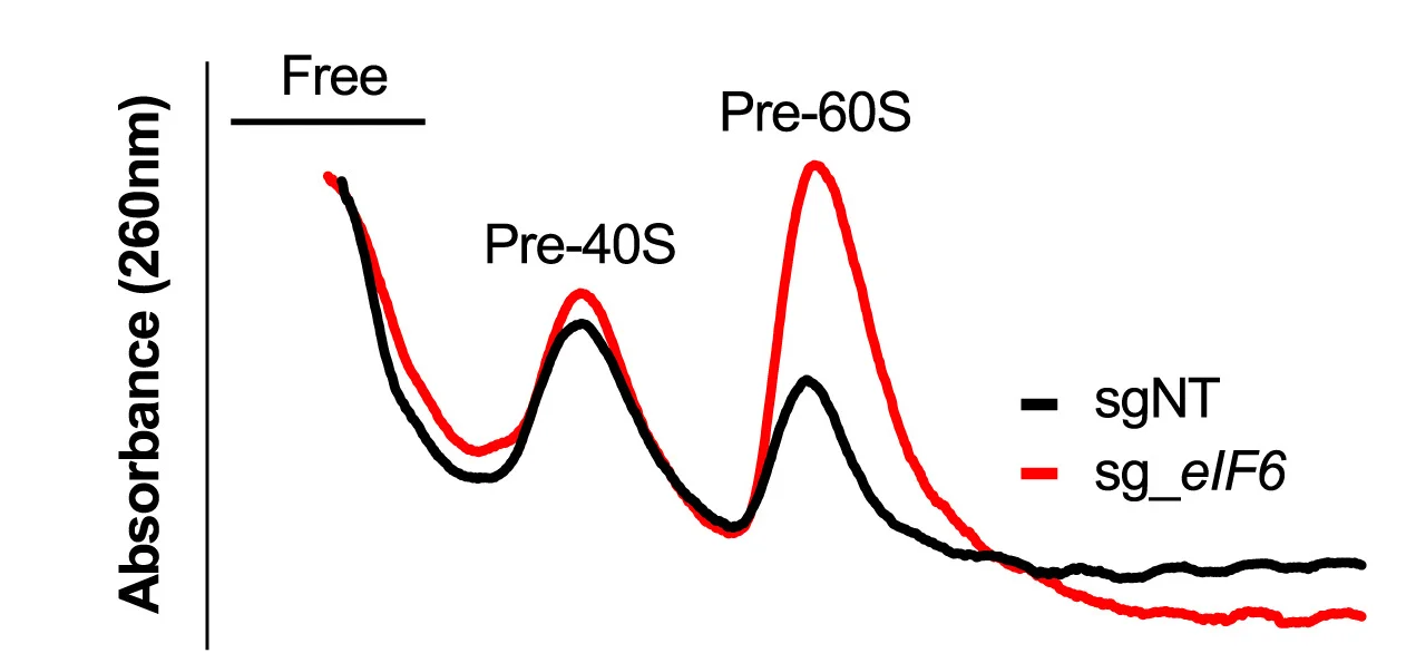 Open access visualization of Line Plot, Sucrose Gradient Fractionation, Nucleoli, CRISPRi Cells, sgRNAs