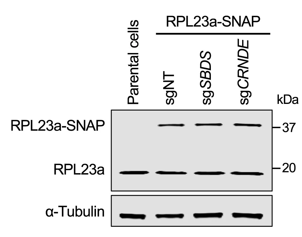 Open access visualization of Gel, Western Blot, CRISPRi Cells, RPL23a-SNAP, sgRNAs