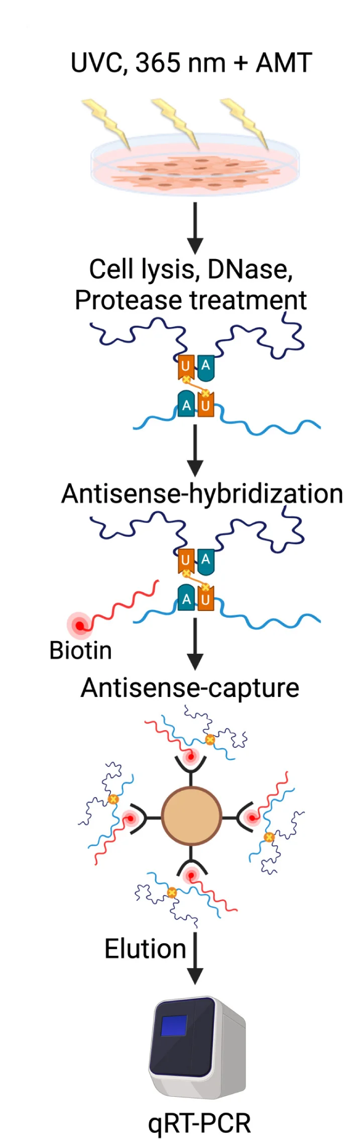 Open access visualization of Workflow, Illustration, AMT Crosslinking, RNA-RNA Base-Pairing