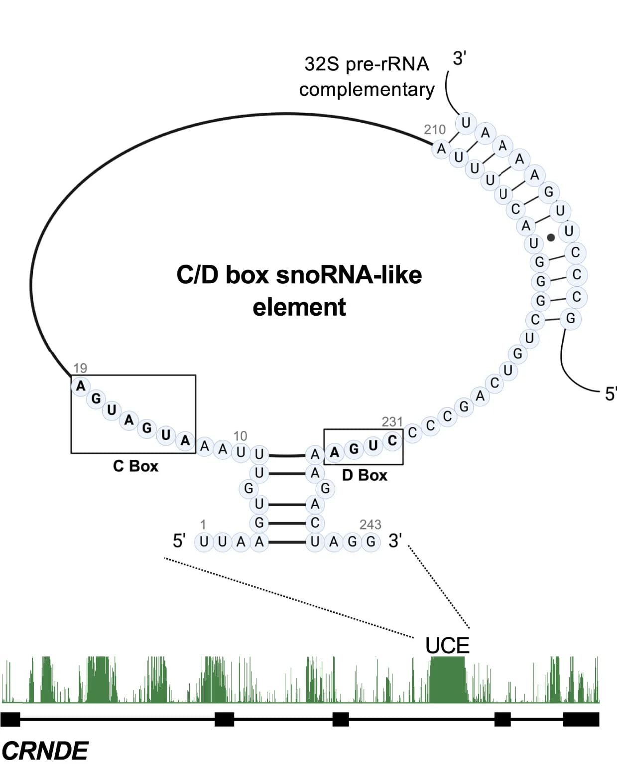 Open access visualization of Pathway, Line Plot, CRNDE, UCE, C/D Box snoRNA