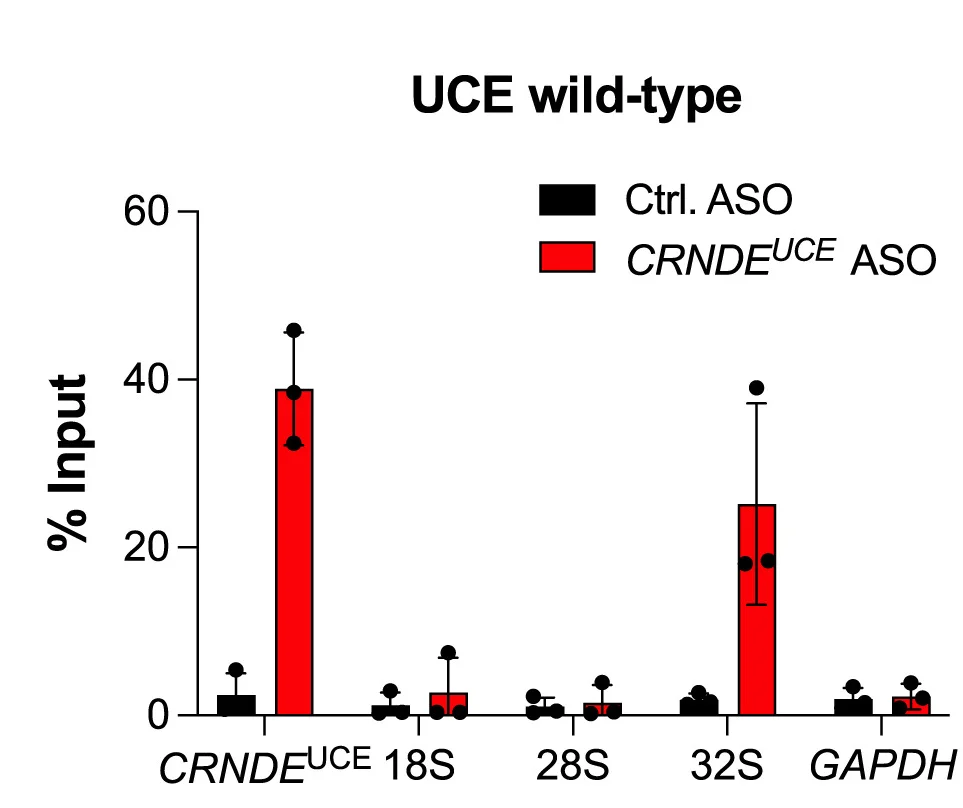 Open access visualization of Bar Plot, Error Bars, RT-qPCR, AMT Crosslinking, CRNDEUCE