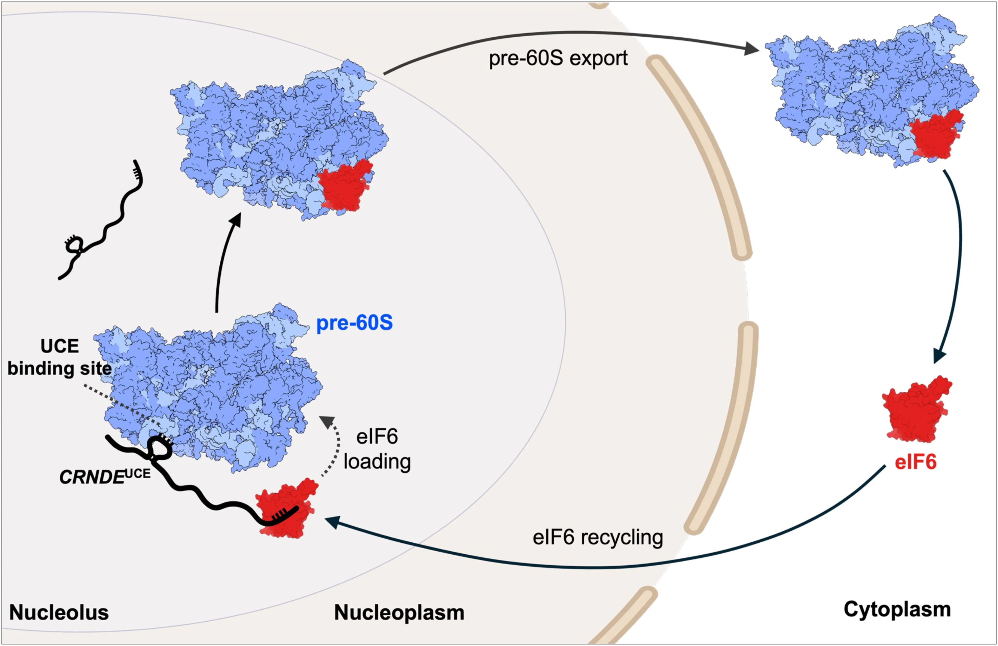 Open access visualization of Workflow, Illustration, snoRNA, pre-rRNA, eIF6