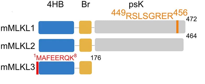 Open access visualization of Workflow, Illustration, MLKL Isoforms, Mouse