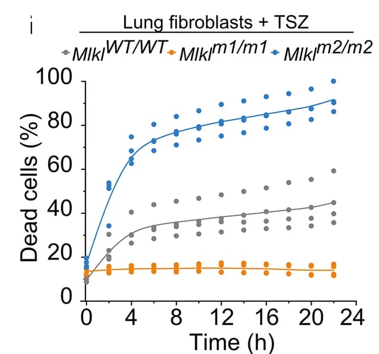 Open access visualization of Line Plot, Scatter Plot, Cell Death, Lung Fibroblasts, TSZ Treatment