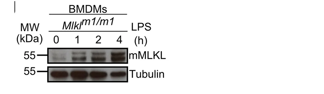 Open access visualization of Gel, mMLKL1, Protein Levels, LPS Treatment, Time Points