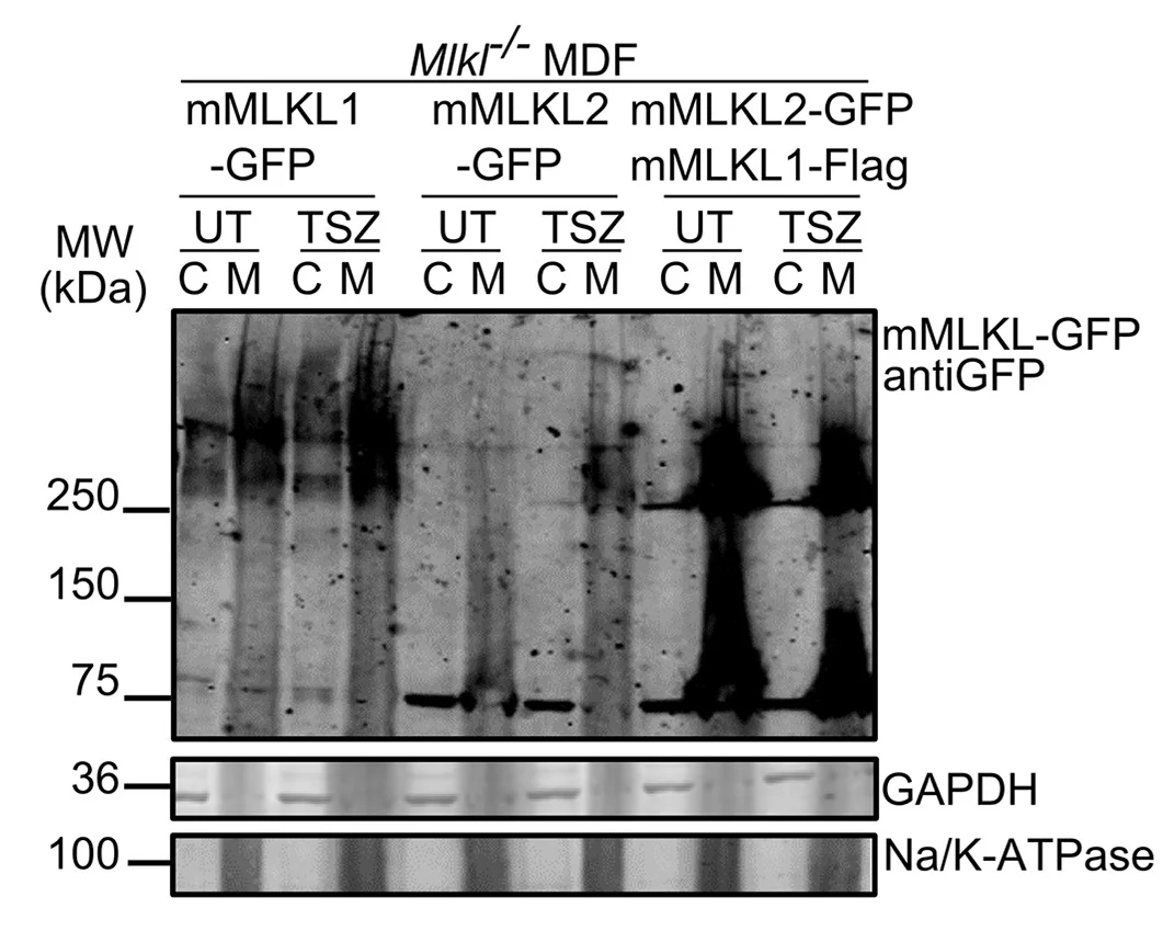 Open access visualization of Gel, Oligomerization, Membrane Translocation, mMLKL1, mMLKL2