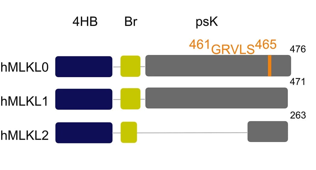 Open access visualization of Illustration, MLKL Isoforms