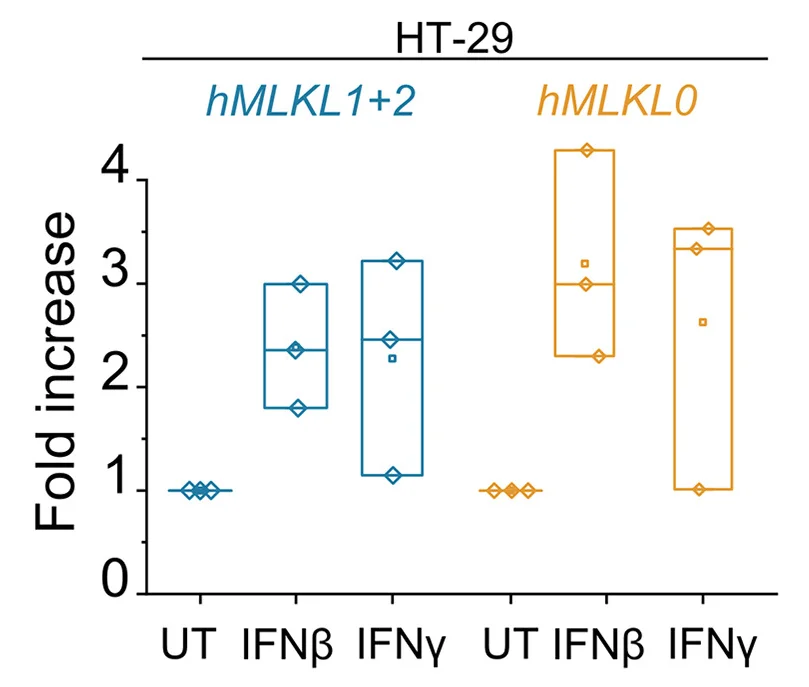 Open access visualization of Box Plot, mRNA Levels, qPCR, HT-29 Cells, IFN Treatment