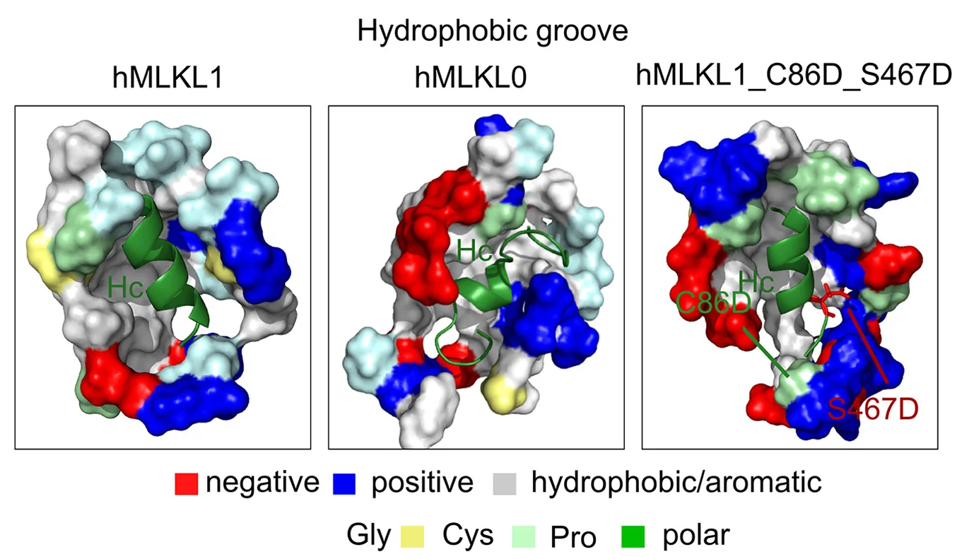 Open access visualization of Protein Structure, Hydrophobic Groove, hMLKL1, hMLKL0, hMLKL1 Mutant