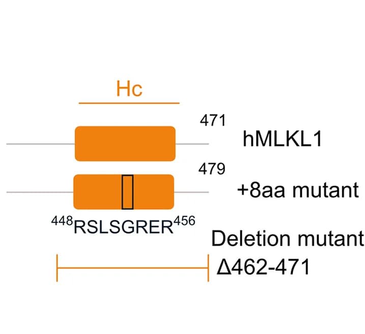 Open access visualization of Illustration, Insertion Mutants, Deletion Mutants, hMLKL1, Amino Acids
