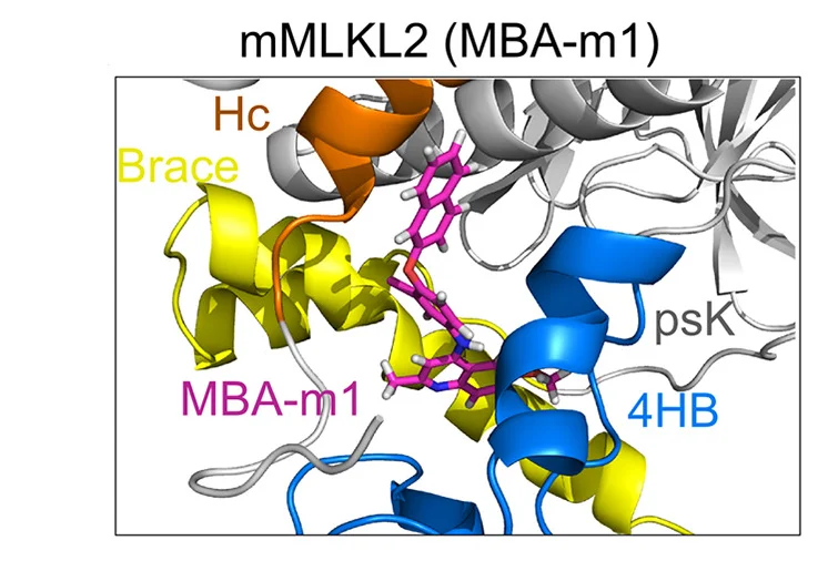 Open access visualization of Protein Structure, Chemical Structure, 3D Structure, mMLKL2-MBA-m1 Complex, MBA-m1