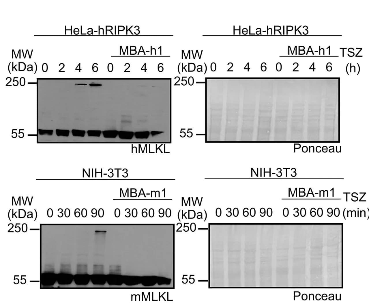 Open access visualization of Gel, Inhibitors, MLKL Oligomerization, WB