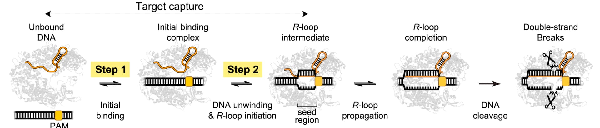 Open access visualization of Workflow, Illustration, RNA, DNA, Cas9