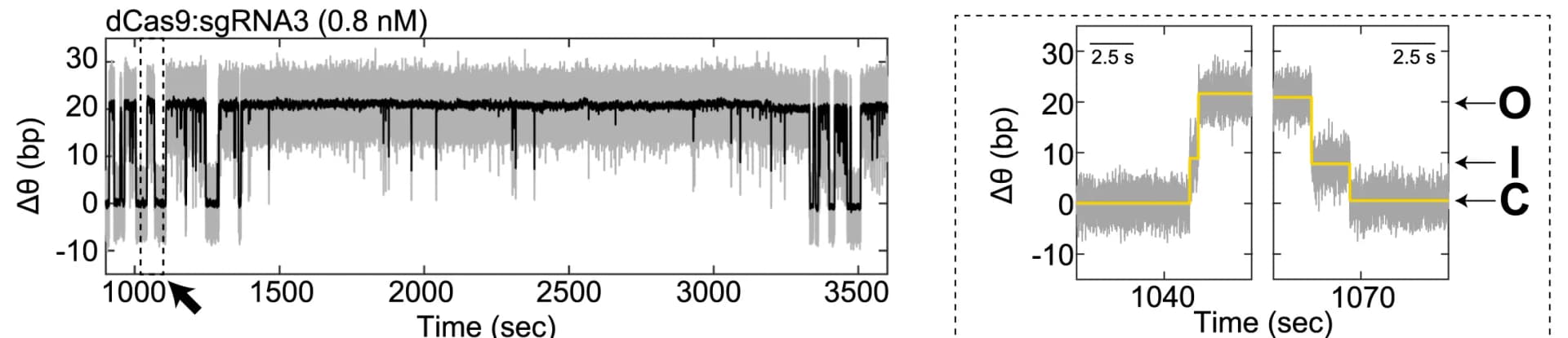 Open access visualization of Line Plot, Line Step, DNA Unwinding, dCas9, R-loop