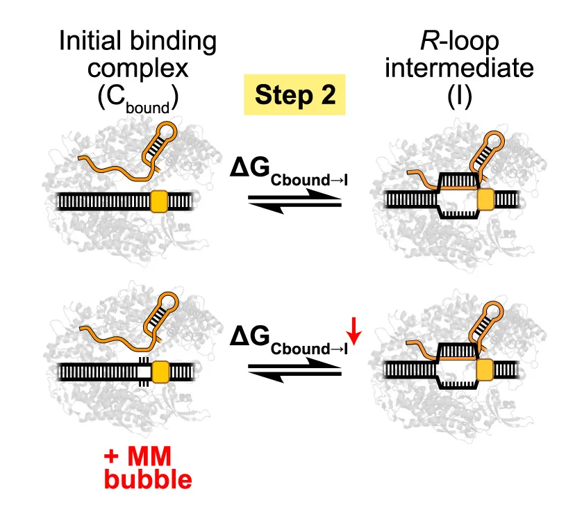Open access visualization of Workflow, Illustration, Mismatch Bubble, NGG PAM, DNA Unwinding