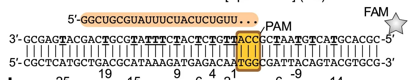 Open access visualization of Illustration, sgRNA, dsDNA Substrate, Sequence