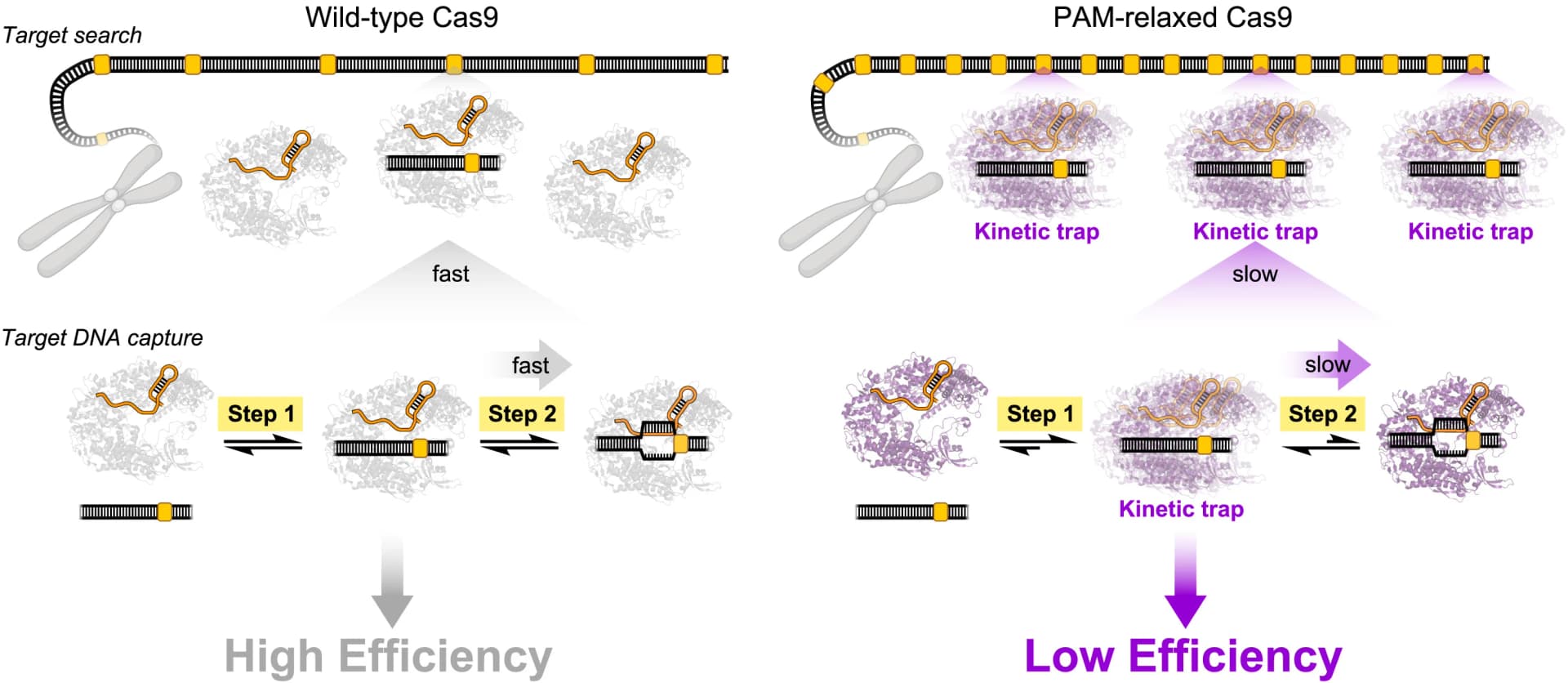 Open access visualization of Workflow, Illustration, Genome Editing, PAM-relaxed Cas9, SpRY