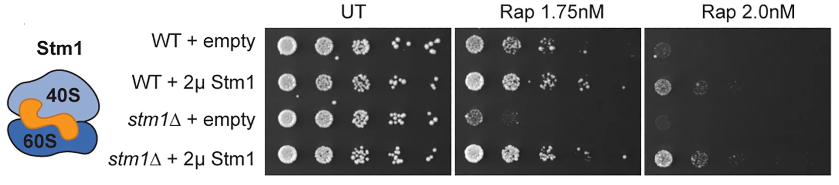 Open access visualization of Gel, Microscopy, Stm1, 80S Ribosome, 40S Subunit