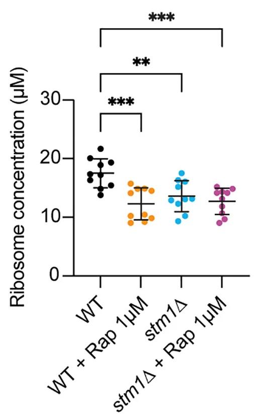 Open access visualization of Scatter Plot, Ribosome Concentration, Cryo-Tomograms, Wild-Type, Cells