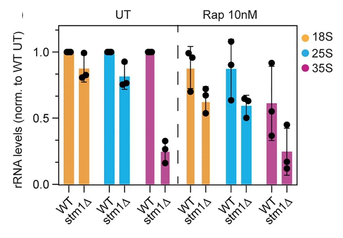 Open access visualization of Bar Plot, Error Bars, Scatter Plot, 18S rRNA, 25S rRNA