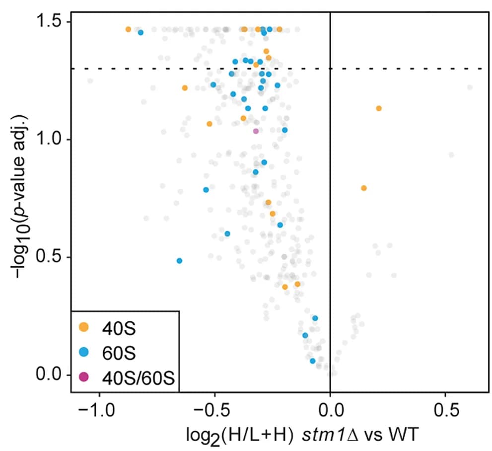 Open access visualization of Scatter Plot, Volcano Plot, Pulsed-SILAC MS, Newly Synthesized Proteins, Wild-Type