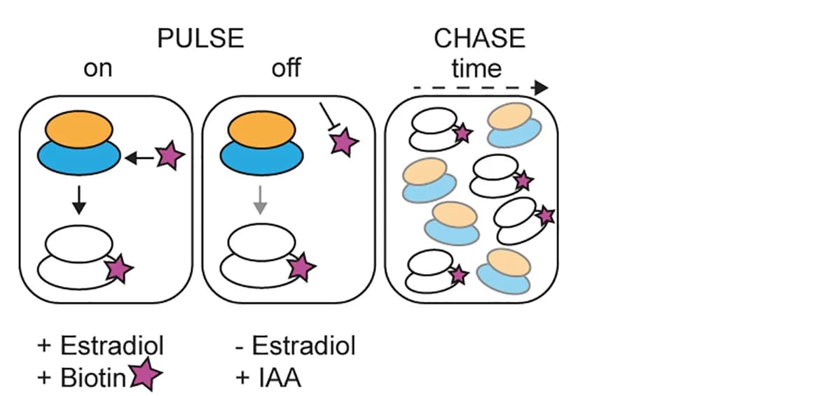 Open access visualization of Workflow, Illustration, In Vivo, Pulse-Chase, Biotin Ribosome Labeling